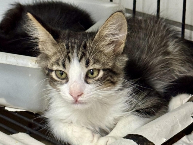 Serão castrados 400 animais previamente cadastrados pelo Centro de Reabilitação Animal (CRA)