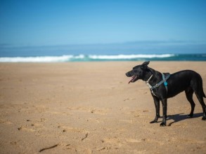 Fim de ano com os pets: um guia para festas e férias seguras e felizes para toda a família