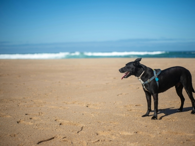 Os sinais de alerta incluem respiração ofegante e fraqueza