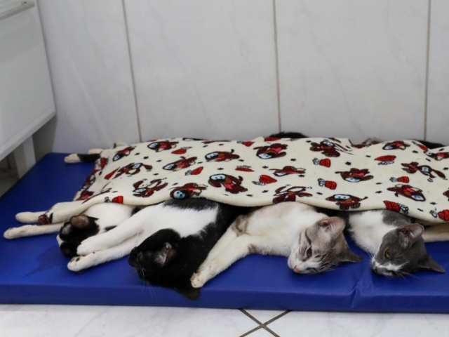 Tutor deverá fazer o cadastro do animal on-line para participar da castração gratuita