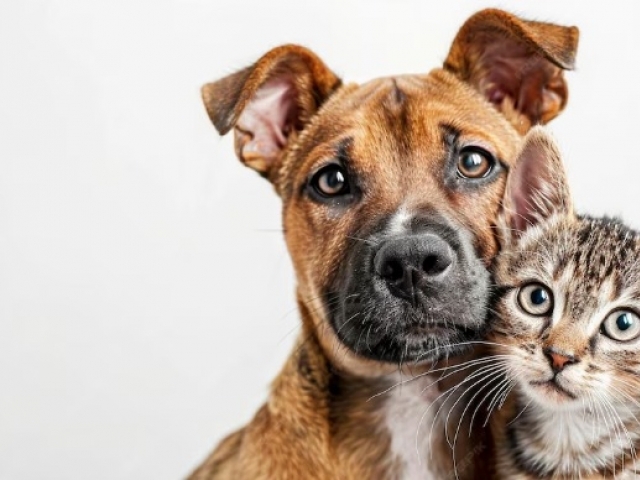Cão, gato e partilha: o novo conflito dos divórcios modernos