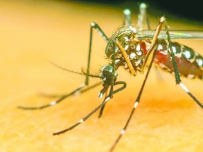 Elias Fausto alerta a população sobre riscos da dengue durante o verão