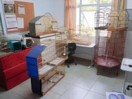 GEPAR apreende animais silvestres no bairro Cidade Nova