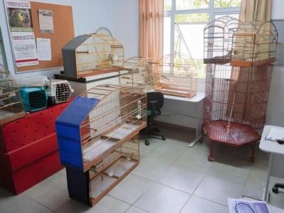 GEPAR apreende animais silvestres no bairro Cidade Nova