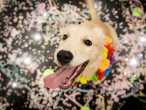 Carnaval exige cuidados redobrados com a saúde e o bem-estar dos pets