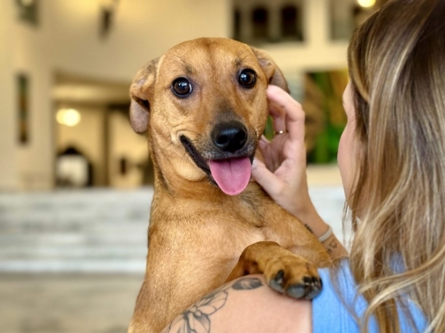 Governo de SP sanciona lei que autoriza o sepultamento de cães e gatos em jazigos familiares