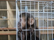 Operação Aruana apreende aves e animais silvestres em Indaiatuba