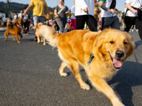 Terceira edição da ‘Cãominhada Solidária de Capivari’ acontece dia 29