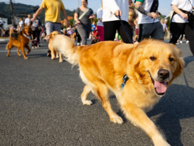 A ação acontece no dia 29 de março no Parque Ecológico ‘Murilo Ferreira Carnicelli’ às 8h