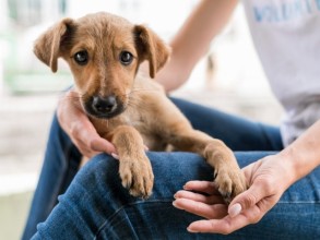 Ação gratuita promove adoção responsável e atrações pet friendly 