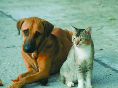 Monte Mor abre 100 vagas para castração gratuita de cães e gatos