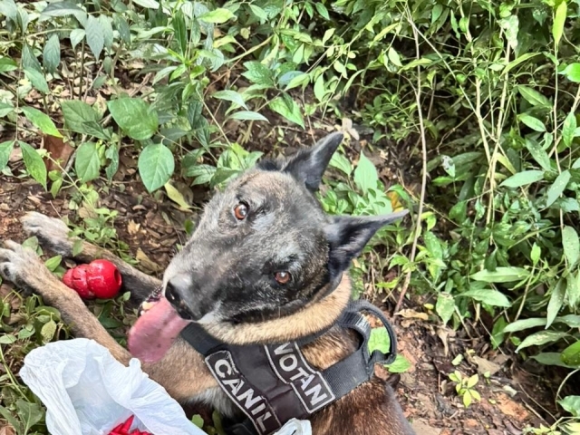 Traficante é preso após tentar fugir pela mata em Elias Fausto