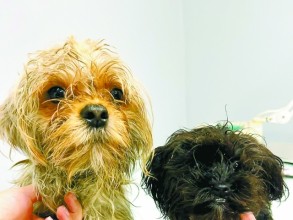 UPAR acolhe cães resgatados em Itu e mobiliza campanha solidária
