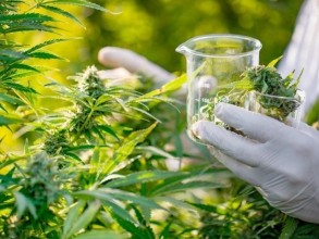 Dia Mundial da Doença de Alzheimer: como a cannabis medicinal pode auxiliar no controle de sintomas
