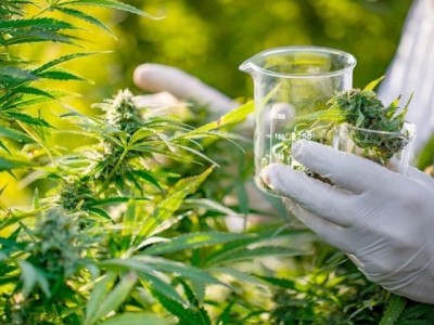 Dia Mundial da Doença de Alzheimer: como a cannabis medicinal pode auxiliar no controle de sintomas