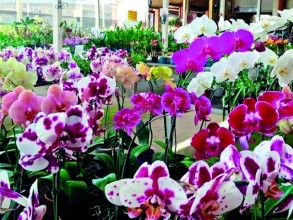 Feira de Orquídeas da Primavera reúne plantas, palestra e ação solidária em Indaiatuba