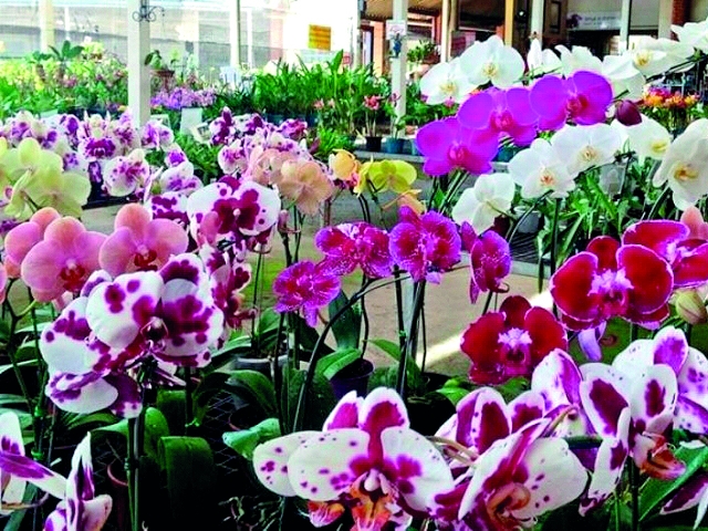 Na edição de 2025, a feira reuniu mais de 2 mil plantas, incluindo espécies nacionais e exóticas
