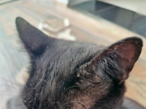Moradores do Jardim União, em Indaiatuba, relatam preocupação com uma infestação de carrapatos-estrela na