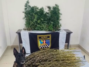 Mulher é presa com estufa de 106 pés de maconha em Sumaré
