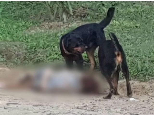 A tutora dos cães destacou que os animais são dóceis e criados com crianças e outros animais.
