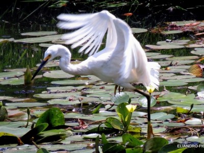Exposição reúne mais de 110 fotografias de aves em Indaiatuba 