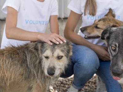 Viracopos converte materiais recicláveis em ração para animais resgatados