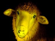 Uruguai desenvolve as primeiras ovelhas transgênicas da América Latina